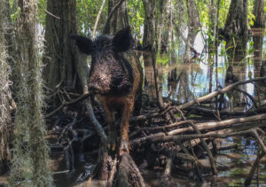 SAMUEL: Wild hogs going hog wild